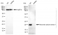 KD-Validated Anti-Neuronal Calcium Sensor 1 Rabbit Monoclonal Antibody